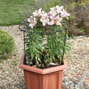 Smart Garden Gro-Ring Plant Support 45 x 30cm