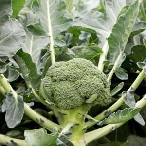 Suttons Broccoli F1 Monclano