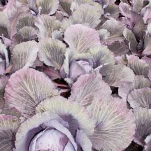 Suttons Cabbage F1 Lodero